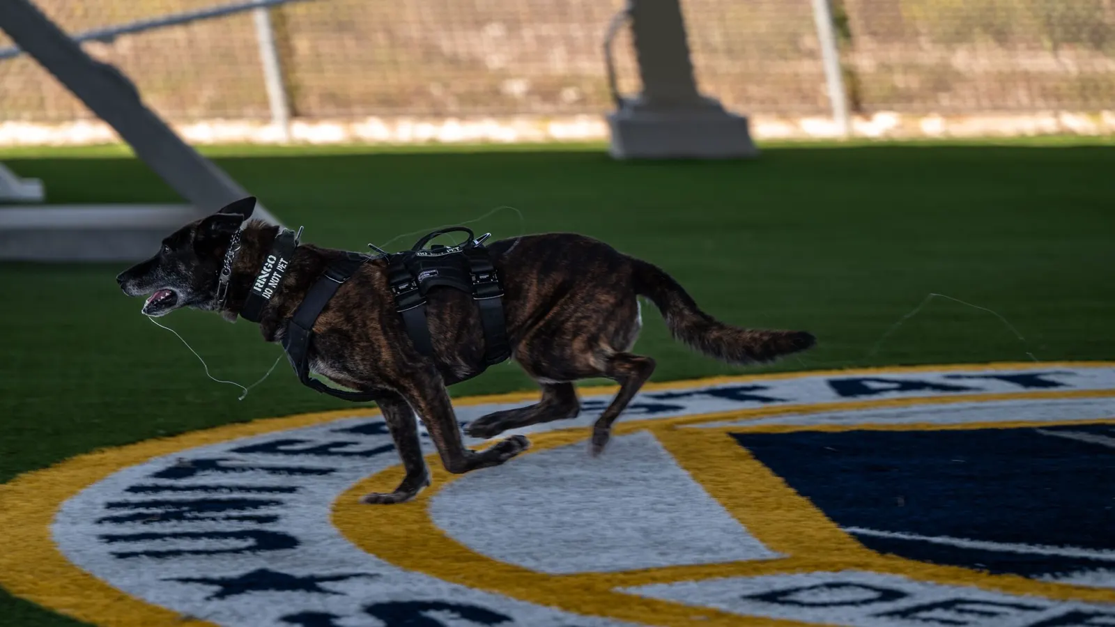 Military trained Khoji Dog Centre K9 unit ready for security deployment