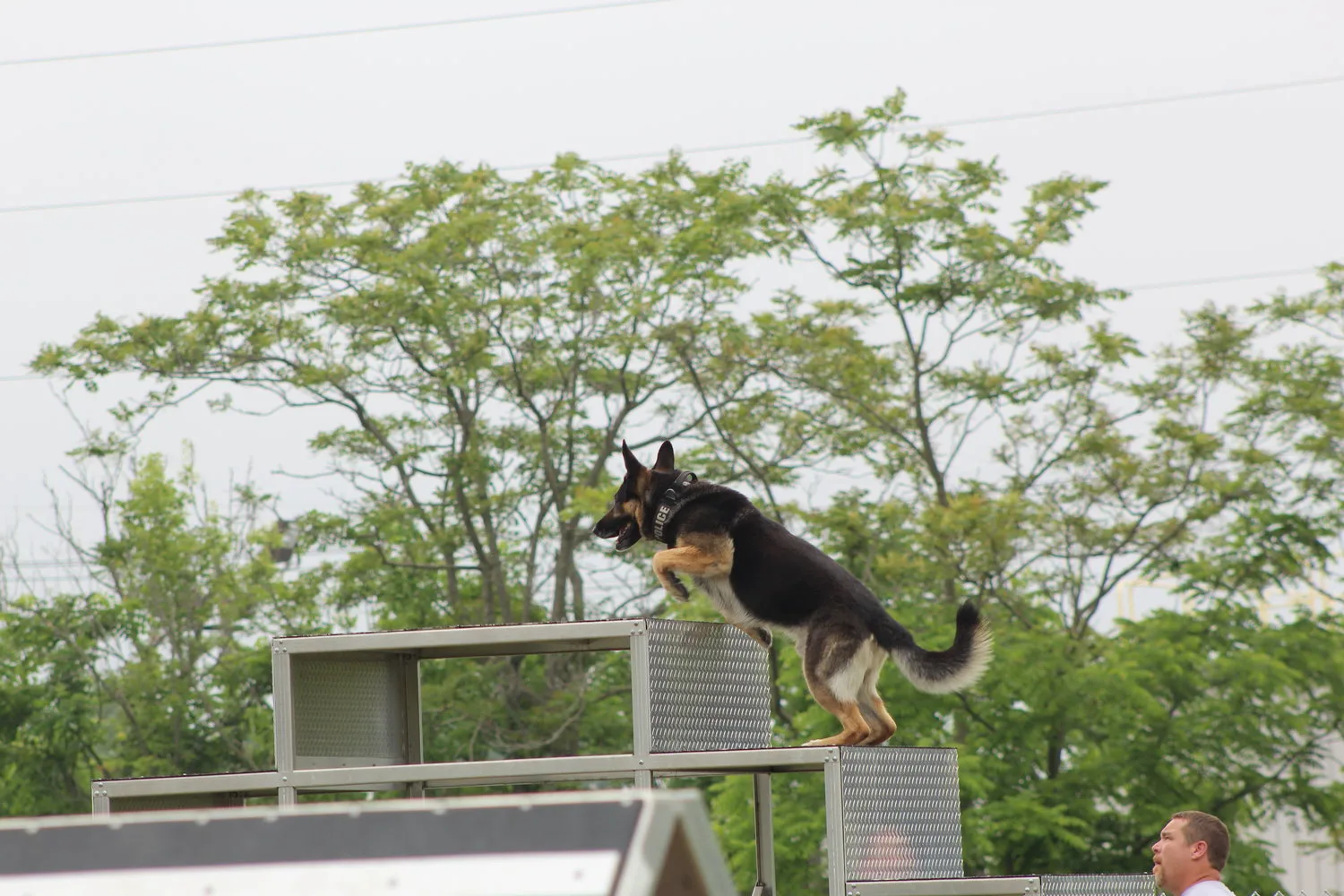 German Shepherd clearing an elevated obstacle during training