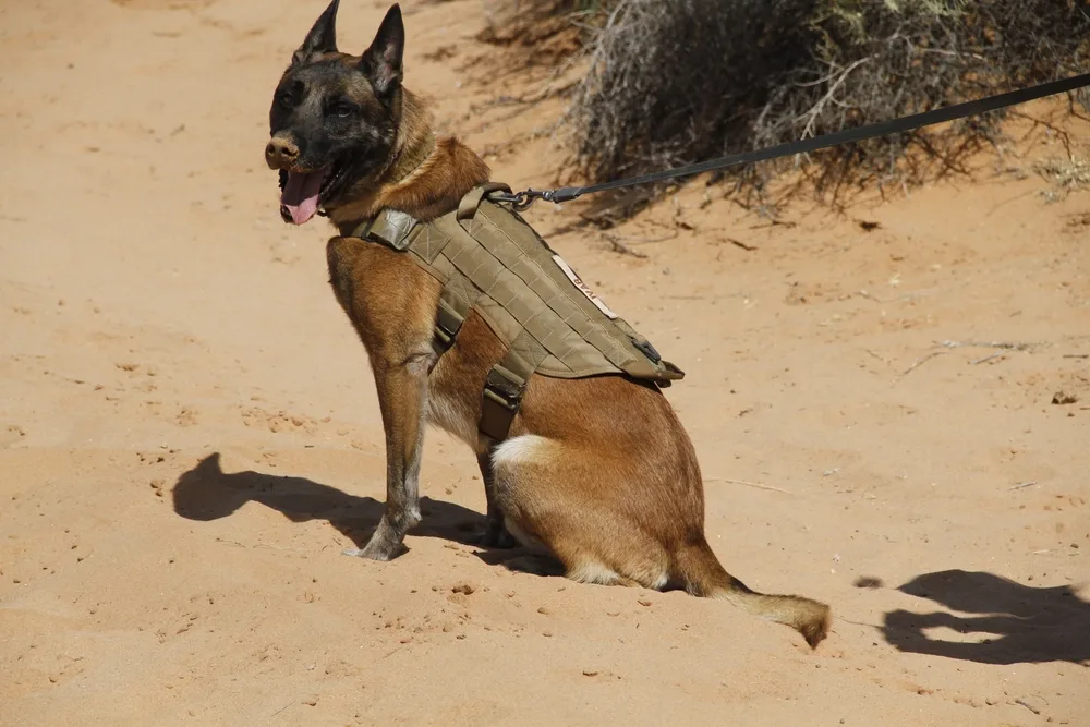 Khoji Dog Centre - elite trained K9 security and detection dog deployed across Pakistan